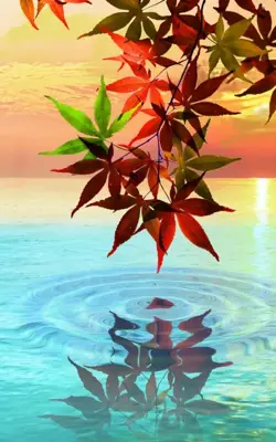 Water Drop. Flowers and Leaves. android App screenshot 0