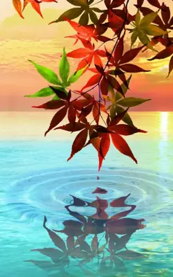 Water Drop. Flowers and Leaves. android App screenshot 1