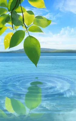 Water Drop. Flowers and Leaves. android App screenshot 3