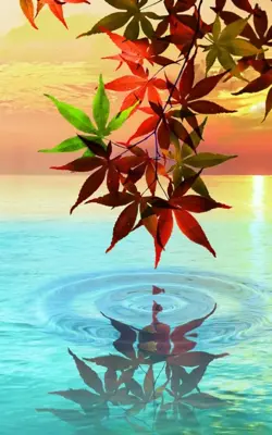 Water Drop. Flowers and Leaves. android App screenshot 4