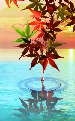 Water Drop. Flowers and Leaves. android App screenshot 7